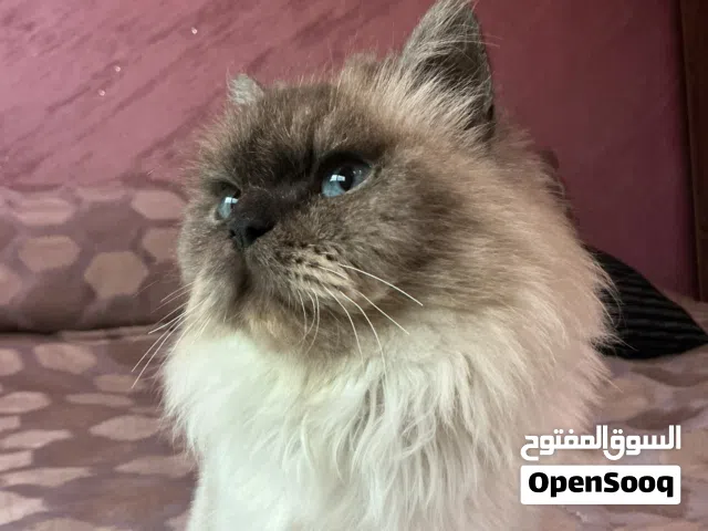 قط هملايا للبيع