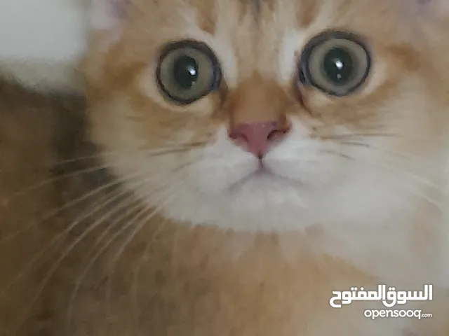 قط ذكر اسكوتش فولد جولد