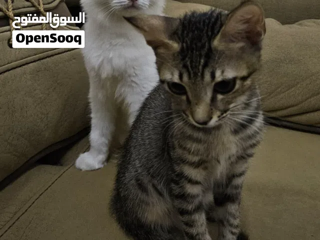 قطط للبيع والتبني لاسباب