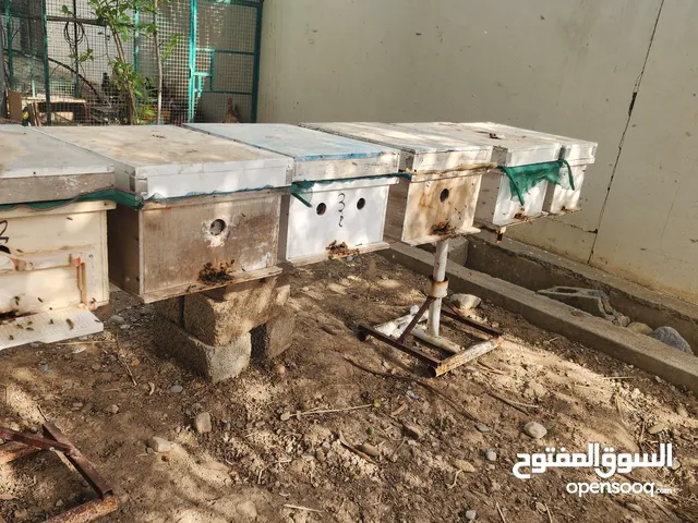 خلايا نحل عماني لليع