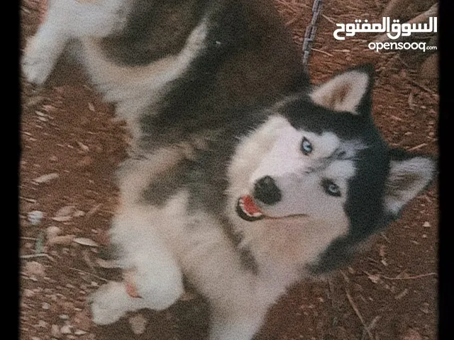 انثى هاسكى