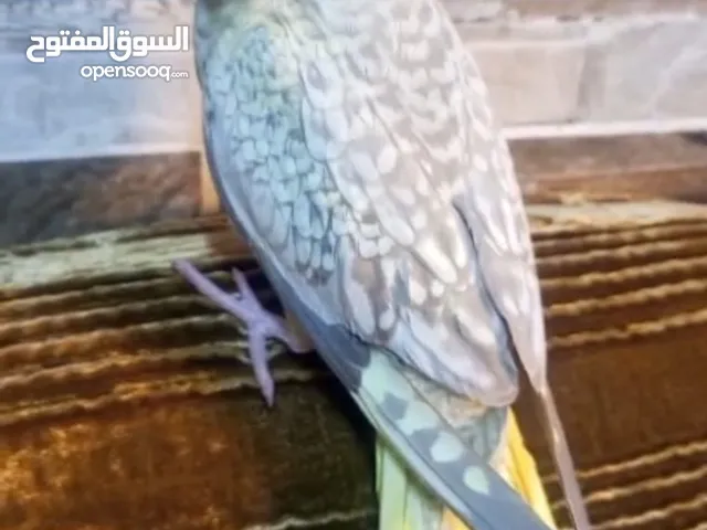 (مطلوب) بغبغاء كوكتيل ازيبيل نفس الصوره بسعر مناسب عمر شهرين زق يدوي
