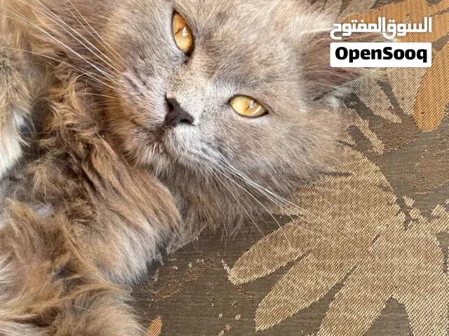 للبيع قط ذكر باللون الرمادي المميز هجين (مكس) بين الشيرازي والسكوتش طبعه هادي و لطيف اليف جدا