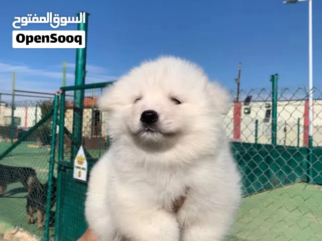 Samoyed  لعشاق الفخامه والتميز