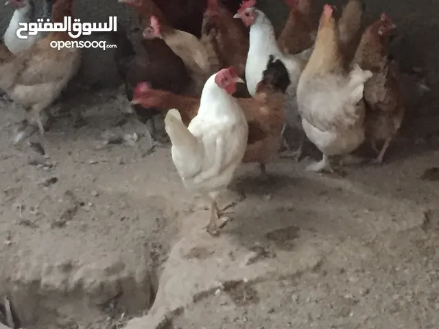 دجاج عماني فرنسي للبيع منتج