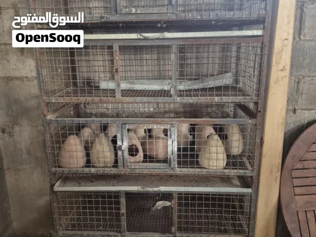 قفصان فري بياض ولاحم