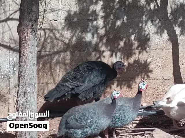 جاج فرعوني وحبش للبيع بسعر مغري