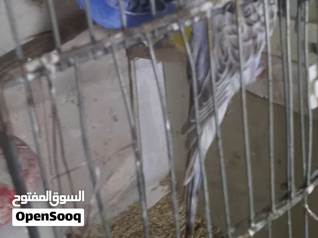 جوز شغال هوقو رومو تحته  فرخ واحد عمر 3اشهر  مع قفص