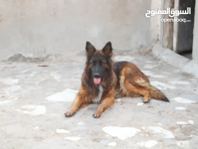 لبيع 3 كلاب جيرمن شيبرد أصليين-3 أبطال جيرمن شيبرد بيدوروا على بيت جديد