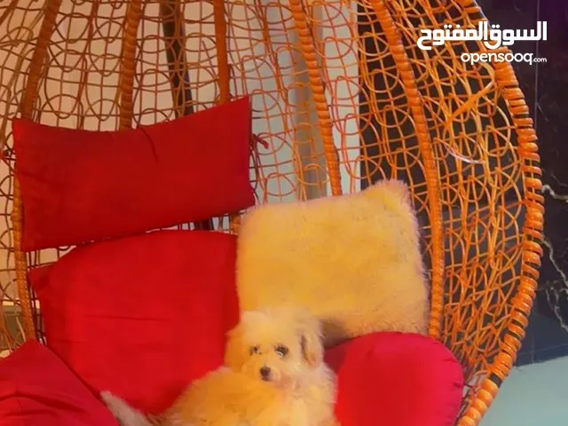 ماشاء الله تبارك الرحمن – المالتيبو الأجمل على الإطلاق هل تبحث عن رفيق صغير يدخل قلبك من أول نظرة؟