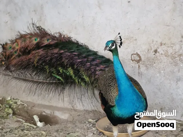 طاووس ذكر هندي
