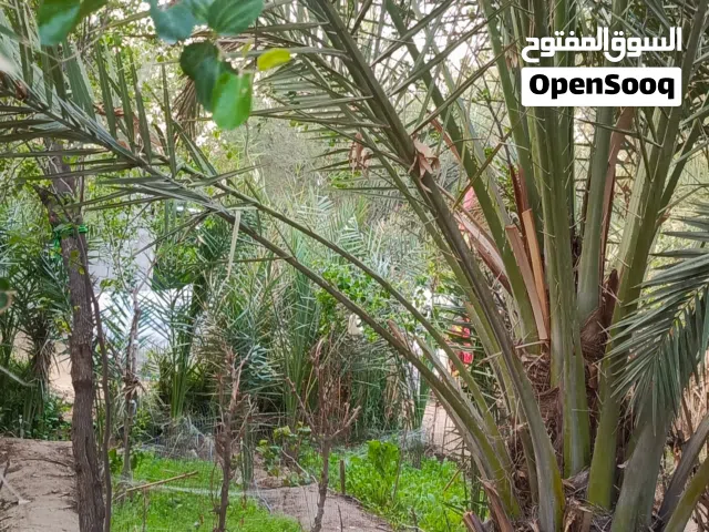 بستان للبيع  بستان يحتوي على ثلاث بيوت  مع كل بيت حديقة
