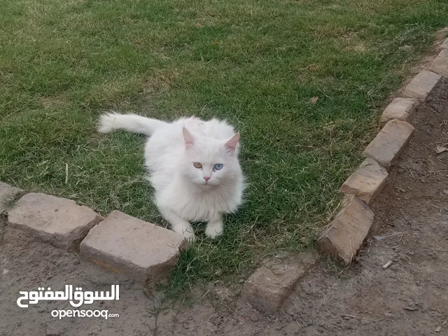 قطة ذكر شيرازي - للتبني
