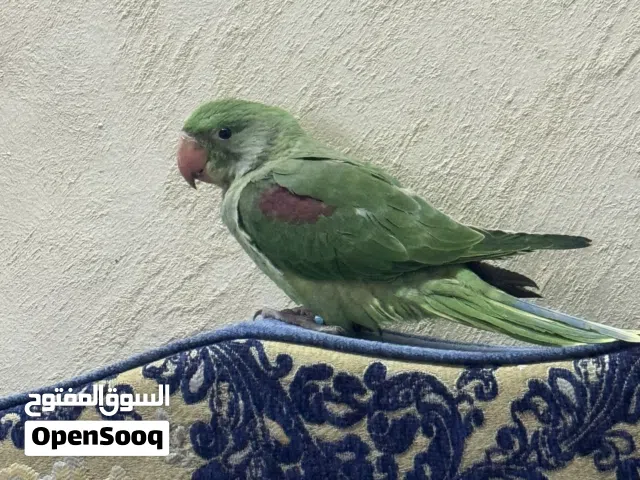 كساندرا فرخ مزرعه اليف جدا