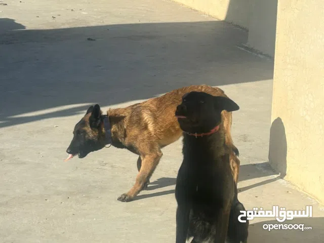 بلجم مالينوا بيور