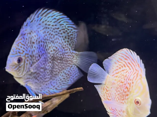 Discus fish