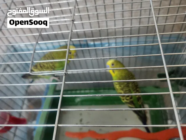 جوز طيور حب