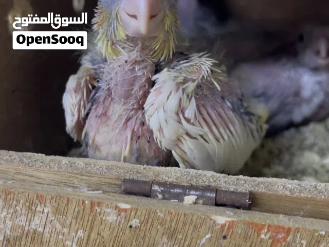 فراخ كوكتيل بعدهم عالغر