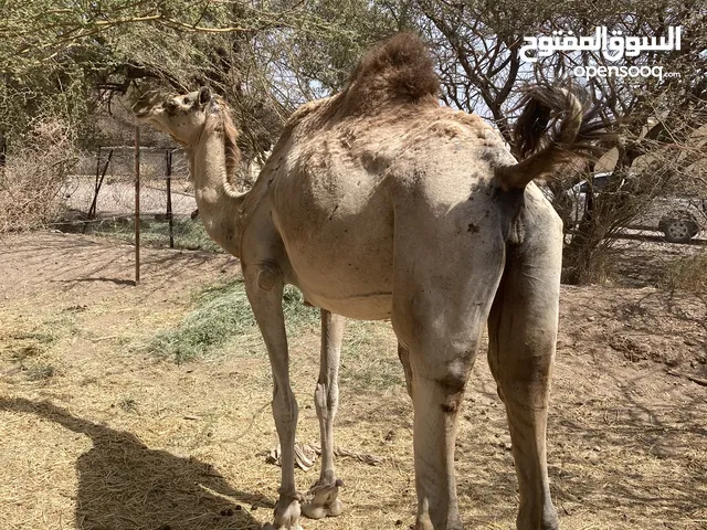 ناقة مدني من سراب العلوي