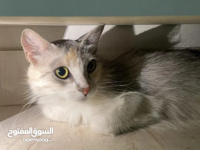 قطط للتبني - تبوك