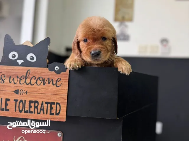 جراوي جولدن عمر شهر (للبيع) Golden Retriever Puppy – 1 month old