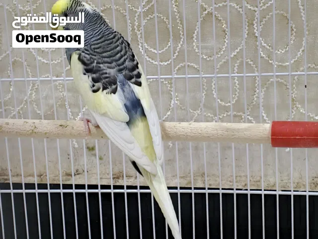 فحل شكري بصرصي سبعة وقطع صحه جيده جدا