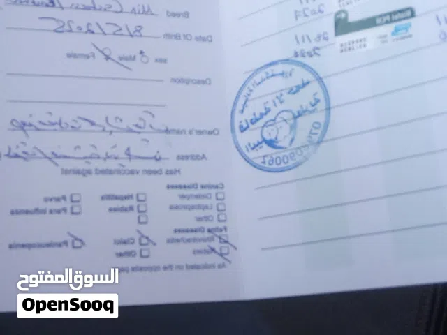 قطط كتنز  للبيع بسعر مغري جداً