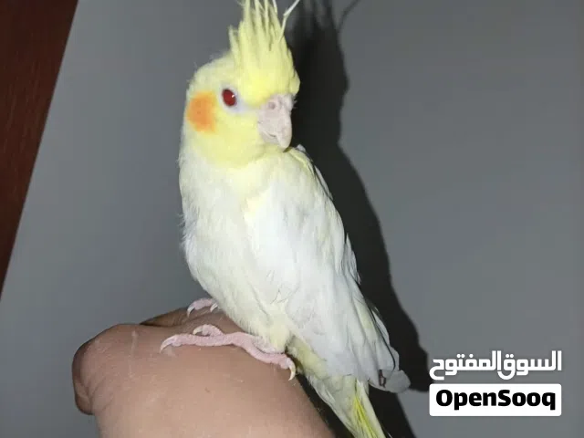 للبيع كوكتيل