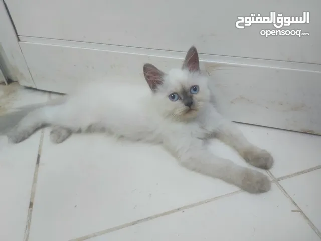 قطط لعمر شهرين متدربين على لاكل ورمل