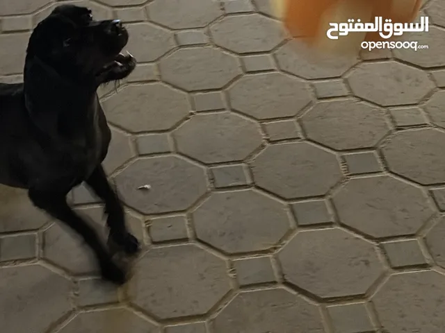 كوكر سبانيل مستواه طيب