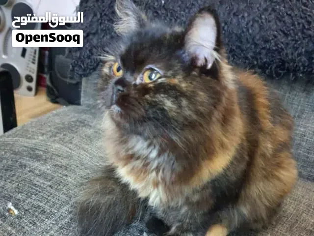 قطة شيرازيه