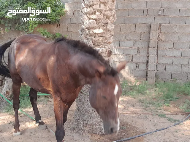 حصان ربي يبارك دكر نقليزي نسبه متاعه 87%