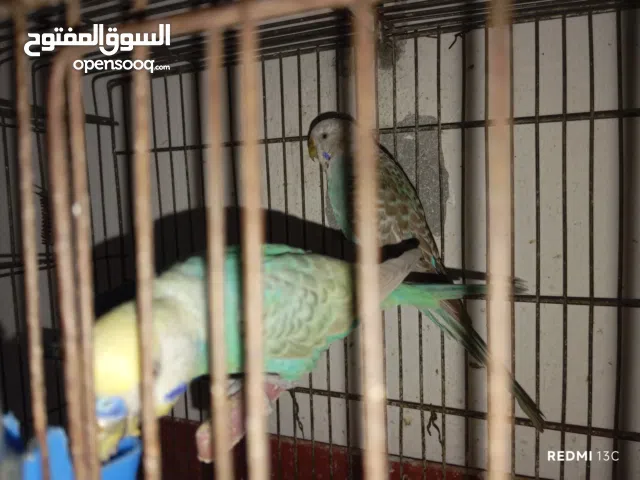 بسم الله الرحمن كوبيه بقلينوا انجليزي مضروب اعلي ارينبوه كوبيه شغاله