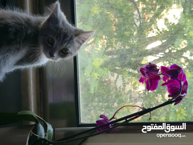 قط ذكر للتبني 4 شهور
