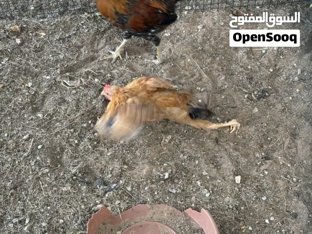 ديك ودجاج محلي