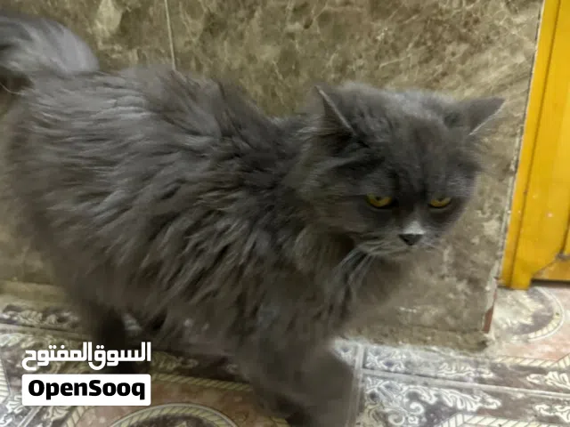 قطه  شيرازي