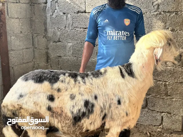 كبش نجدي حار