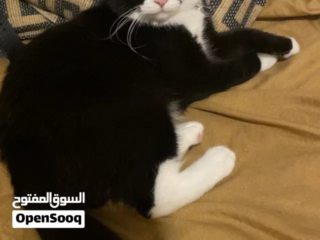 قطه سكوتش ستريت ( توكسيدو )