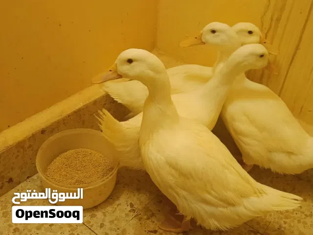 بط بكيني للبيع