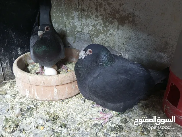 جواز حمام للبيع السعر نهائي