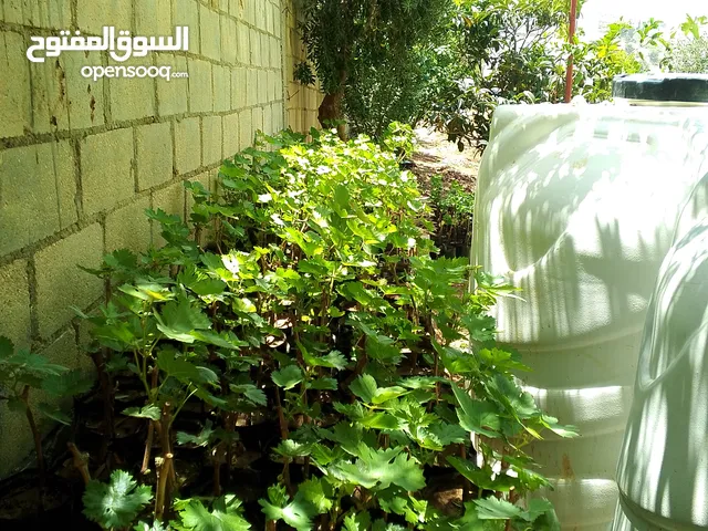 شتلات دوالي عنب ممتازة بسعر دينار – عروض خاصة وكميات متوفرة!