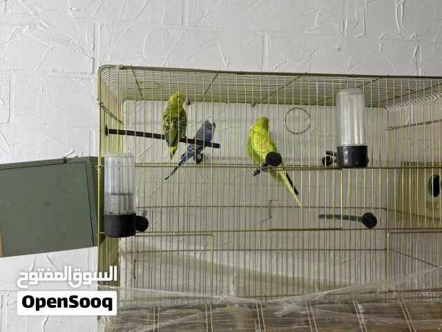 عصافير بادجي حب للبيع بسعر مغري