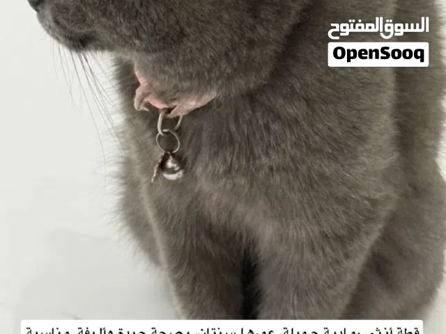 قط سكوتش ستريت أنثى عمرها سنتين للبيع