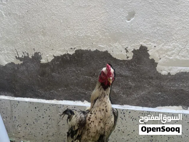 ديك باكستاني