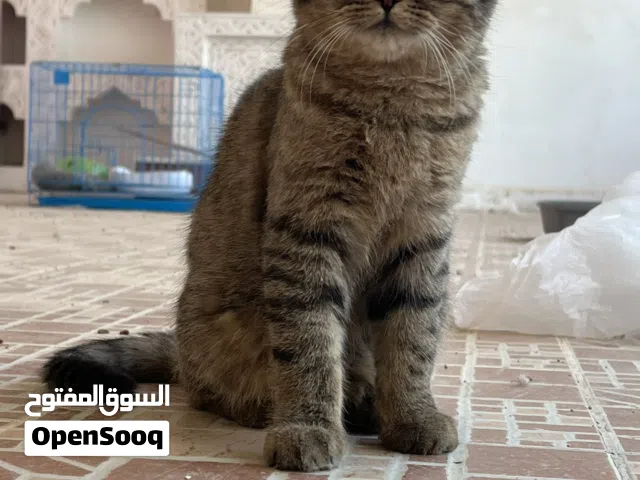 جوز قطط سكوتش استريت و فولد