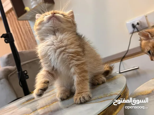 سكوتش جولد+ بلاك NY12 اطراف قصيرة اهالي مسجلة