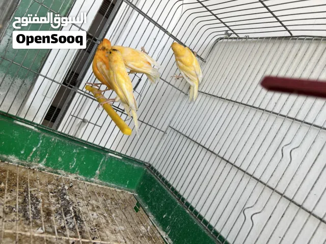 عصافير كنار بالصلاه على النبي