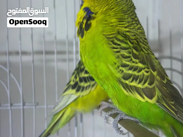 طيور حب إنكليزي تكساس للبيع