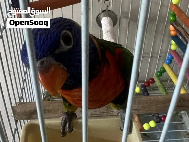 ببغاء لوري