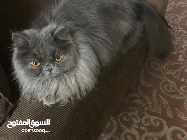 قطط شيرازي للبيع او التبني في السعودية : افضل سعر